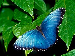 Blue Morpho